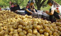 砀山最新吃瓜爆料事件真相,揭秘背后真相，还原事件全貌